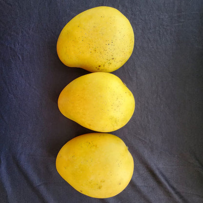 Badaami (Banginapalli) Mangoes