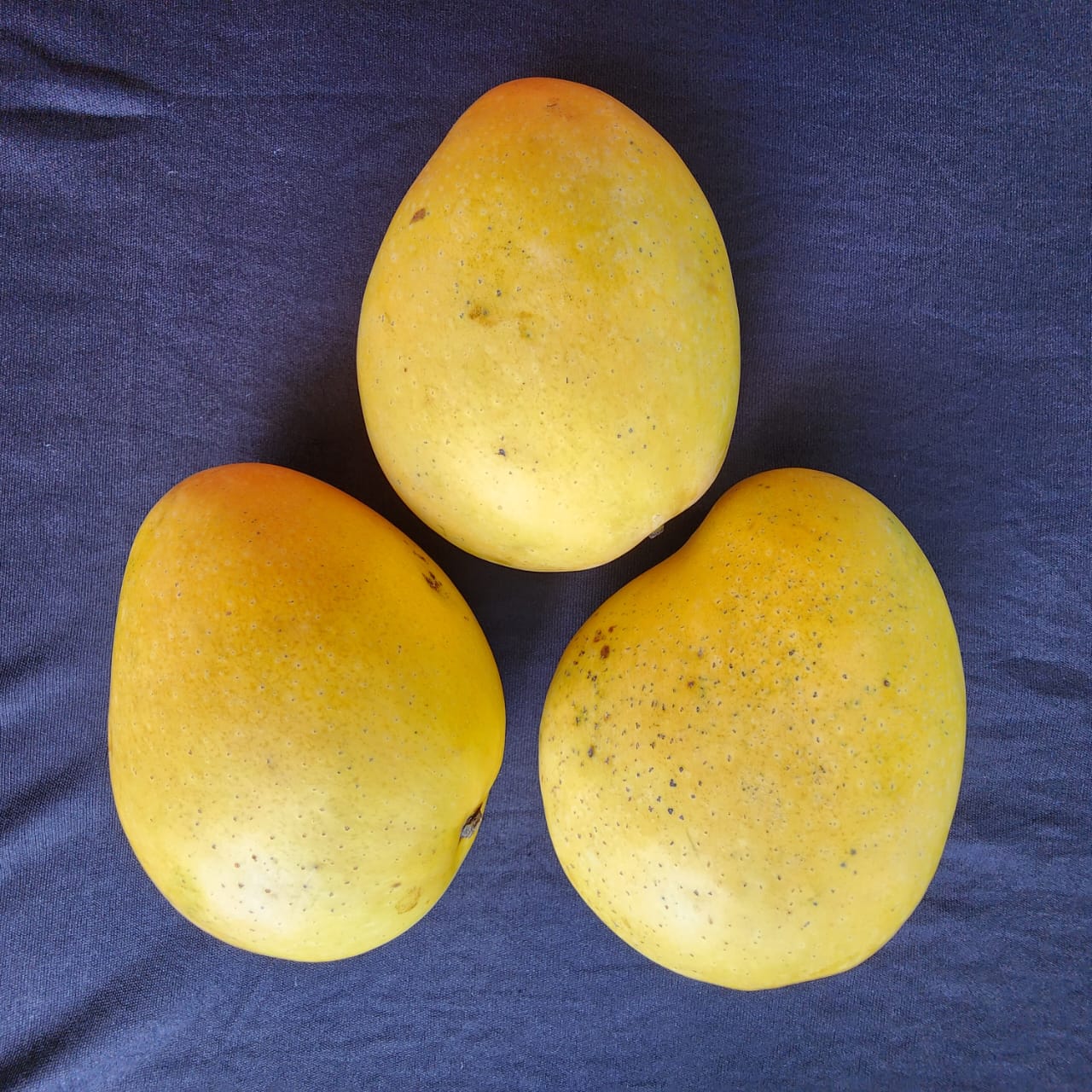 Badaami (Banginapalli) Mangoes