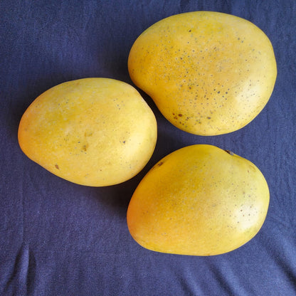 Badaami (Banginapalli) Mangoes