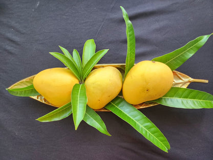 Badaami (Banginapalli) Mangoes