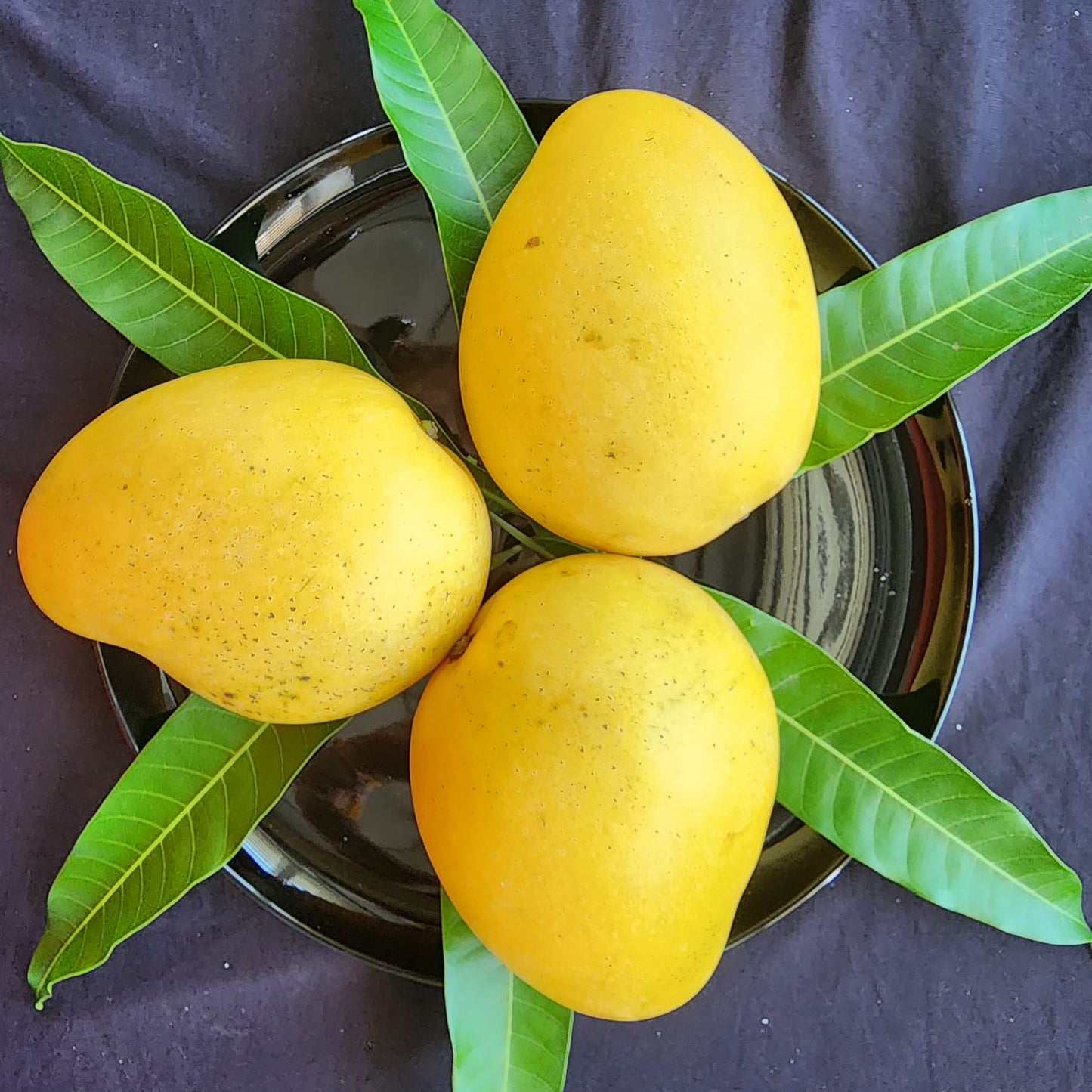 Badaami (Banginapalli) Mangoes