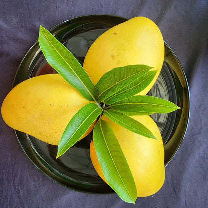 Badaami (Banginapalli) Mangoes